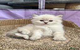 Ragdoll cats for stud: Stunning seal tabby point stud for selected queens in Manchester - Image 9
