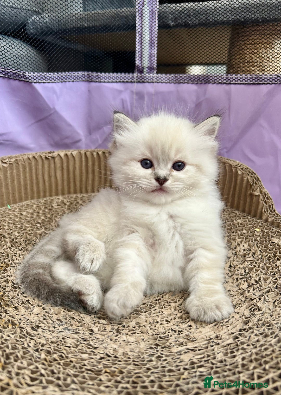 Ragdoll cats for stud: Stunning seal tabby point stud for selected queens in Manchester - Image 9