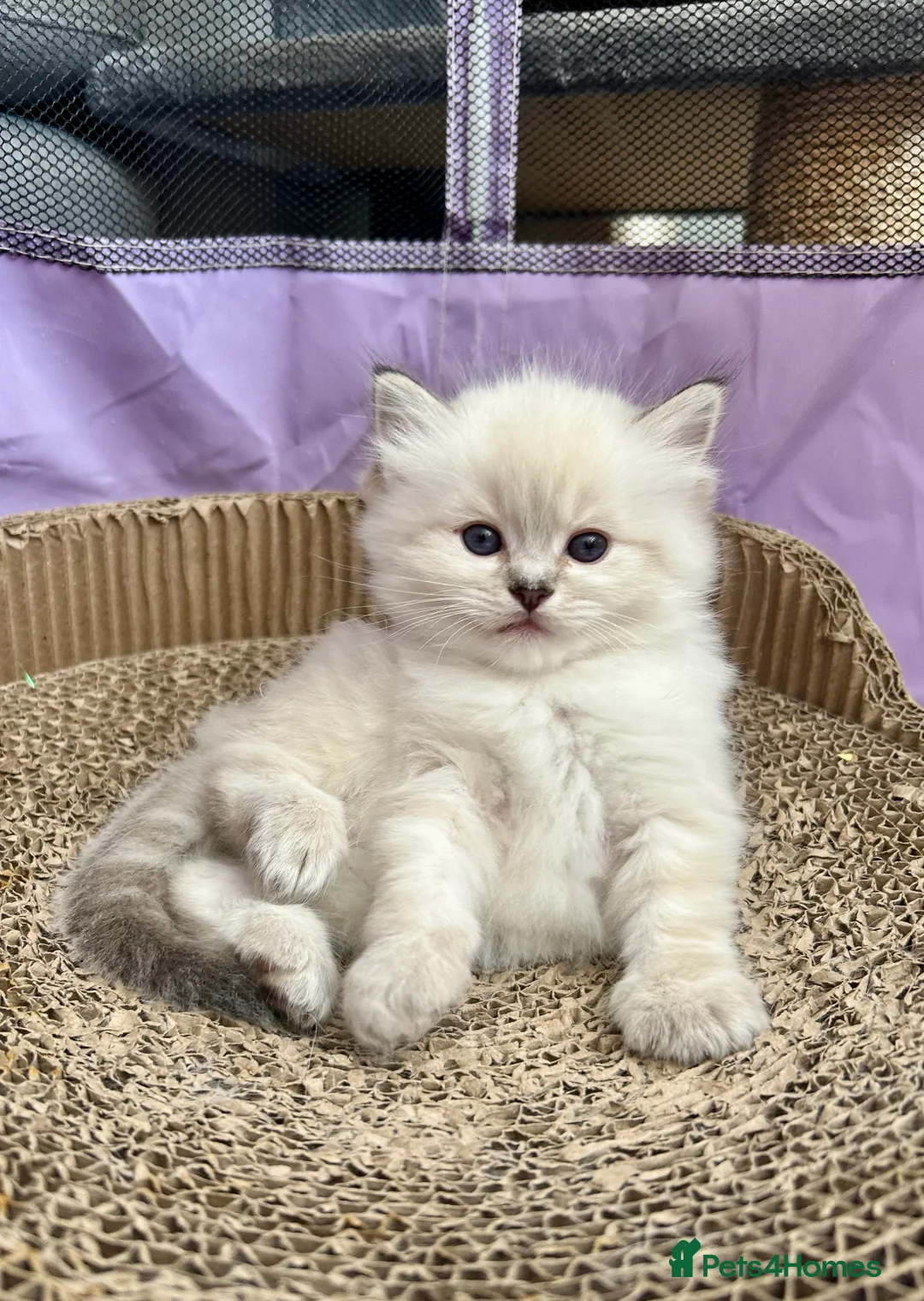 Ragdoll cats for stud: Stunning seal tabby point stud for selected queens in Manchester - Advert 10