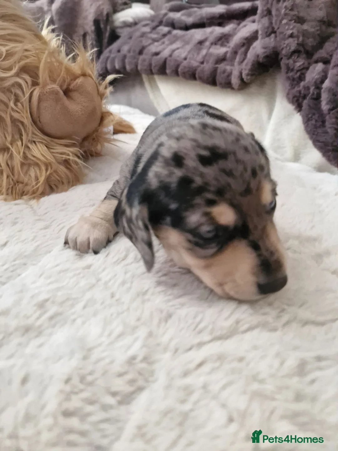 Dachshund dogs for sale: Beautiful KC Registered Dachshund puppies  - Advert 10