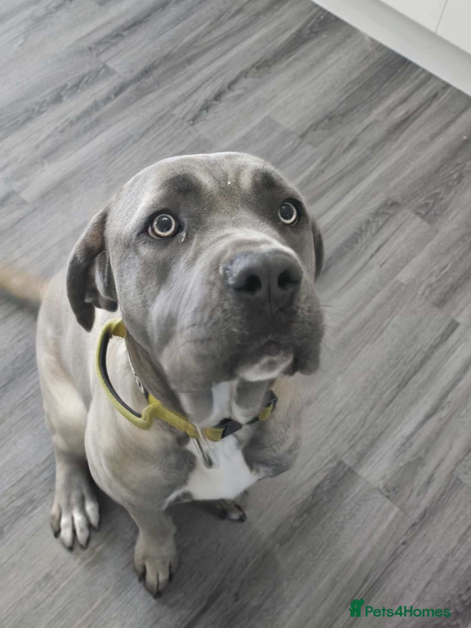 Cane Corso dogs Storm  - Advert 1