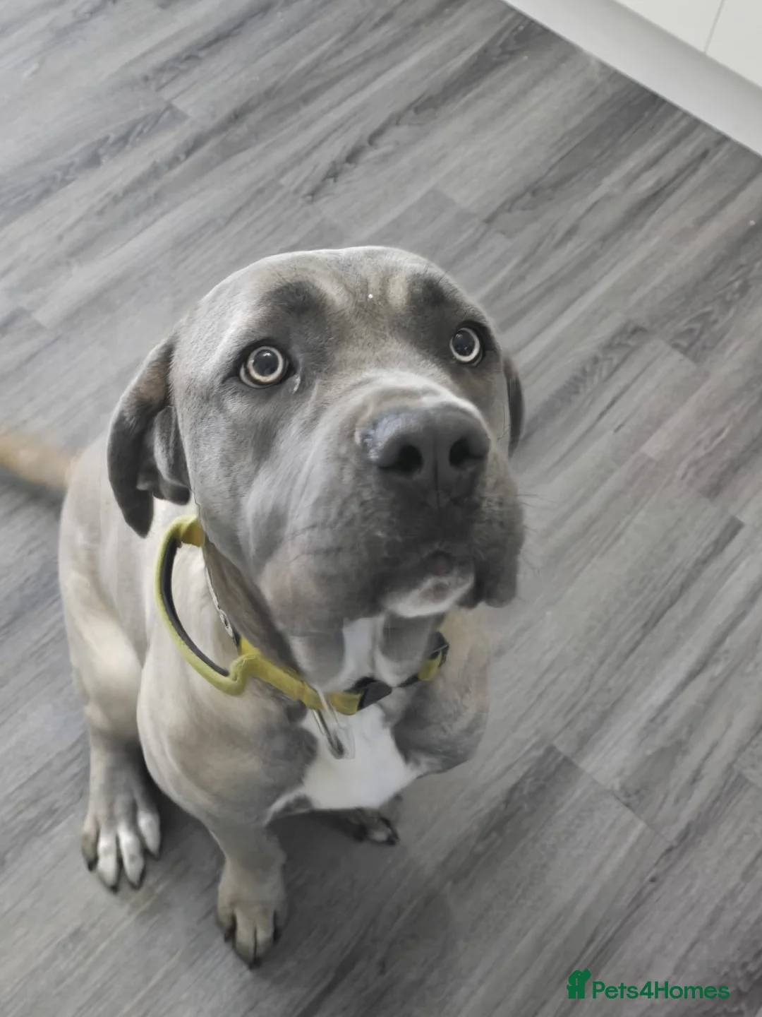 Cane Corso dogs for sale: Storm  - Advert 1