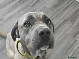 Cane Corso dogs Storm - Advert 1