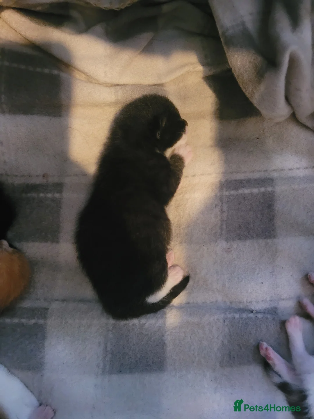 Mixed Breed cats for sale: 6 beautiful kittens  - Advert 18