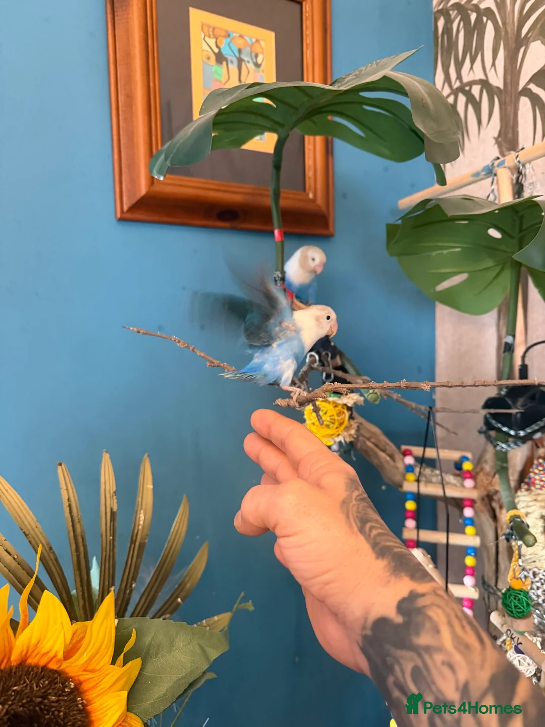 Lovebirds birds for sale: Opaline lovebirds  - Advert 7