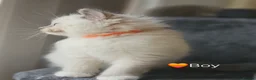 Ragdoll cats for sale: Ragdoll Kitten AVALIABLE  - Advert 4