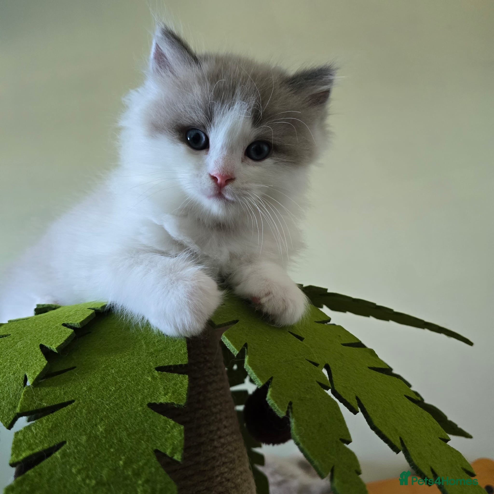 Ragdoll cats CollieKiss Ragdolls – Beautiful TICA Registered - Advert 1