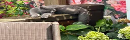 British Shorthair cats for sale: ONE BRITISH SHORTHAIR BLUE MALE AVAILABLE  - Advert 3