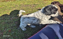 Cockapoo dogs for sale: Gorgeous Cockapoo puppies  - Image 1