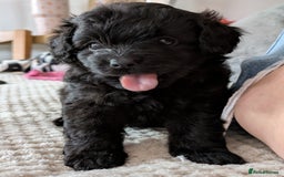Pomapoo dogs for sale: Gorgeous Pomapoo puppies  - Image 9