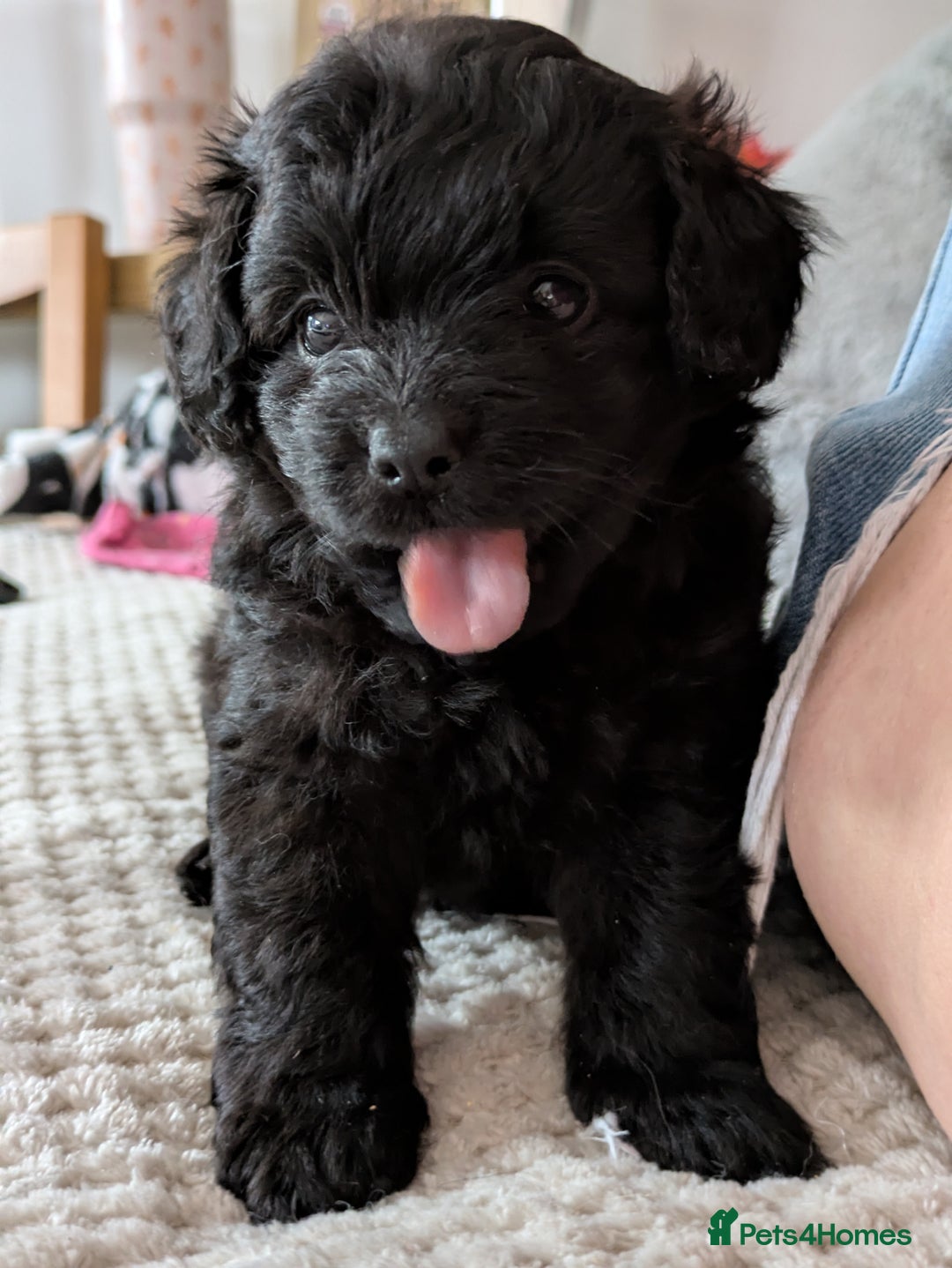 Pomapoo dogs for sale: Gorgeous Pomapoo puppies  - Image 9