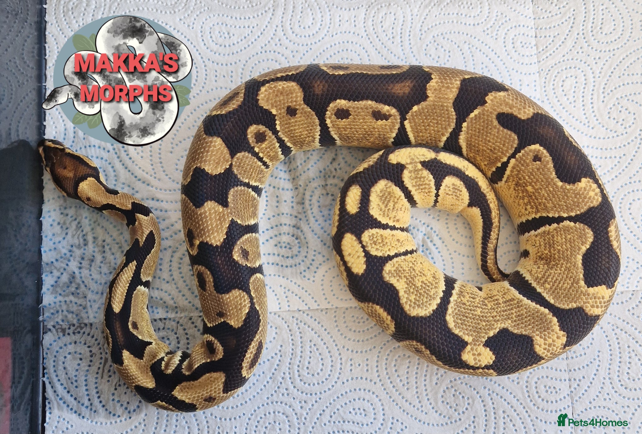 Mixed Breed reptiles Various royals and other snakes - Advert 16