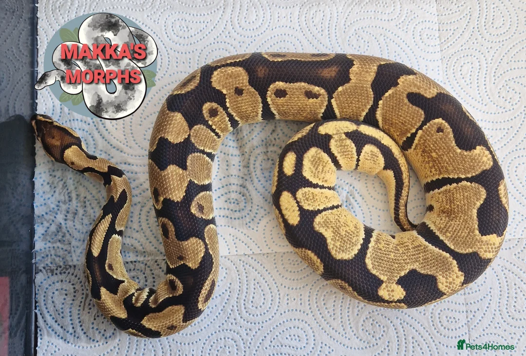 Mixed Breed reptiles for sale: Various royals and other snakes - Advert 1