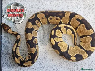 Mixed Breed reptiles Various royals and other snakes - Advert 16