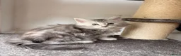 Maine Coon cats for sale: 🐾Beautiful Maine Coon Kittens 🐾 - Advert 13