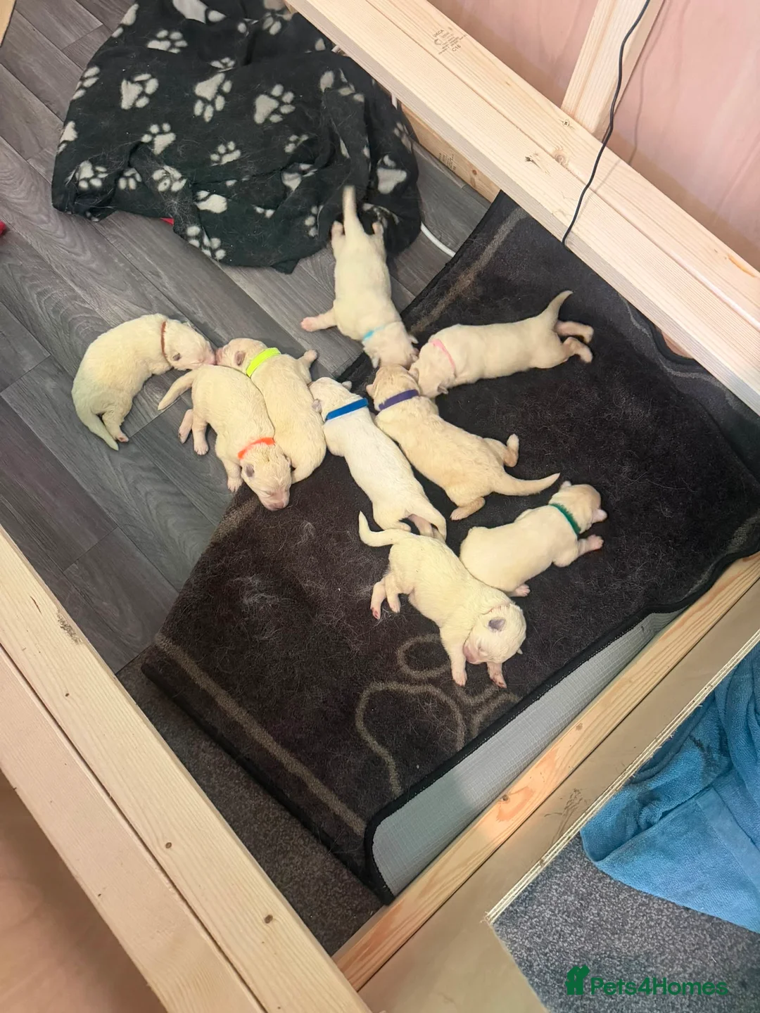 White Swiss Shepherd dogs for sale: Swiss white shepherds puppies  - Advert 35