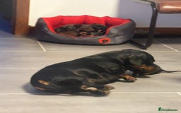 Miniature Dachshund dogs for sale: Miniature Dachshund  - Image 15