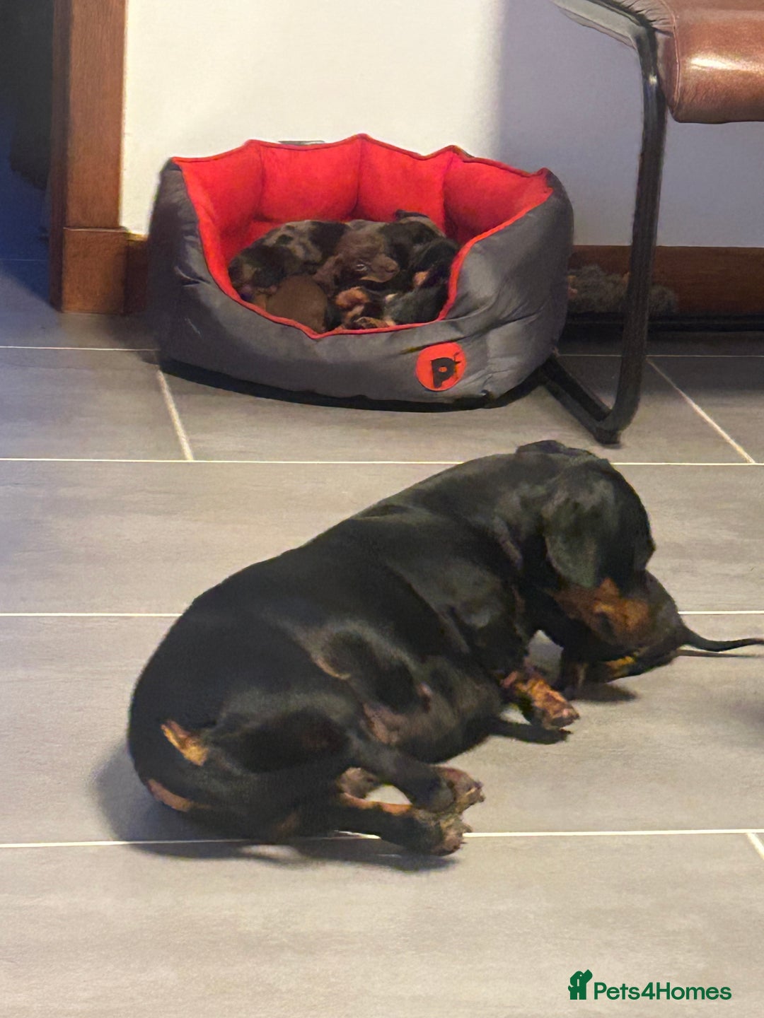 Miniature Dachshund dogs for sale: Miniature Dachshund  - Image 15