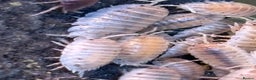 Isopods invertebrates for sale: Mixed bundles of tropical woodlice - Advert 3