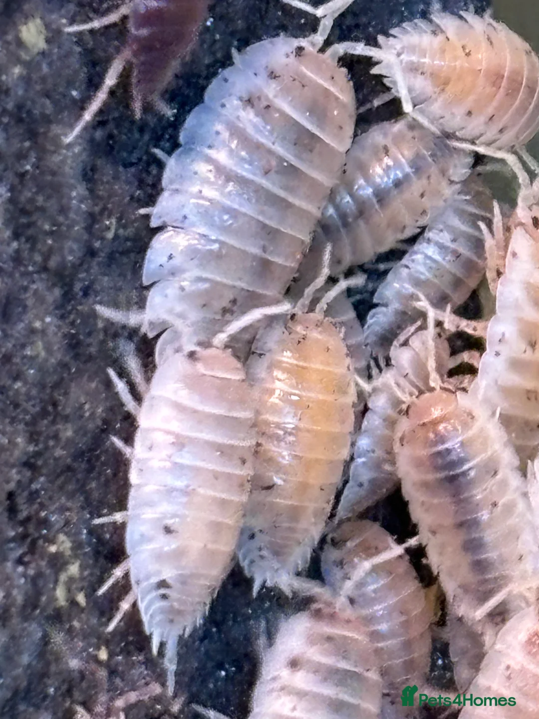 Isopods invertebrates for sale: Tropical Woodlice Mixed Bundles - Advert 3