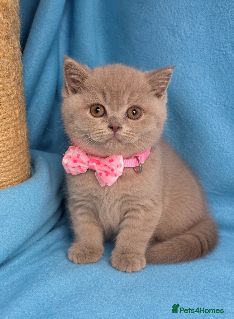 British Shorthair cats British Shorthair kittens looking forever homes  - Advert 2