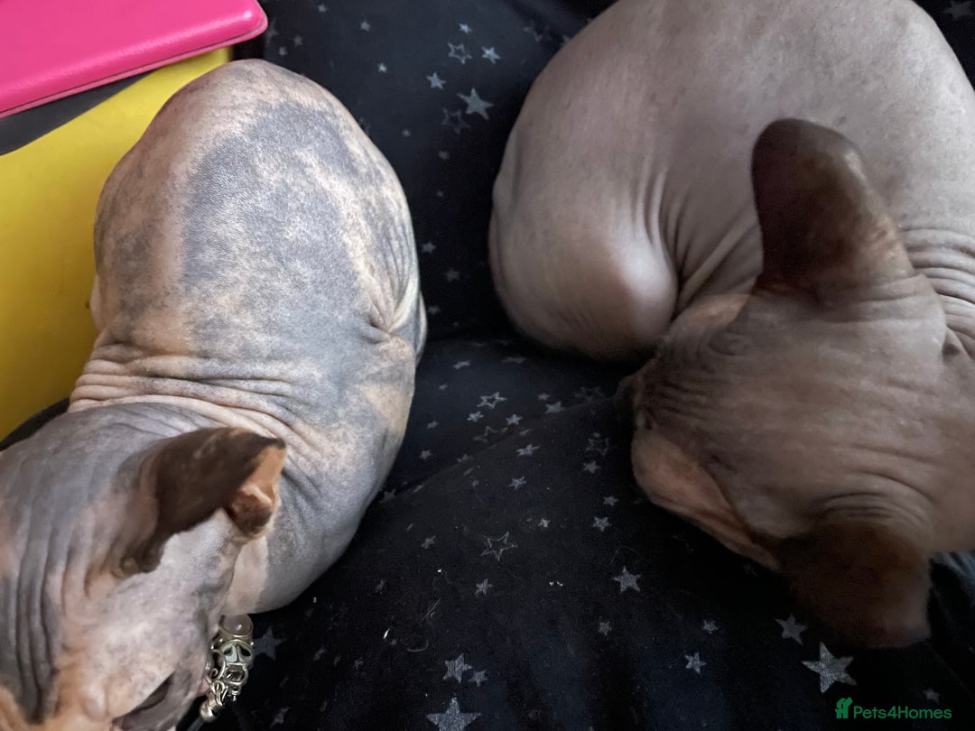 Sphynx cats for sale: Sphynx female 2 years old intact  - Image 8