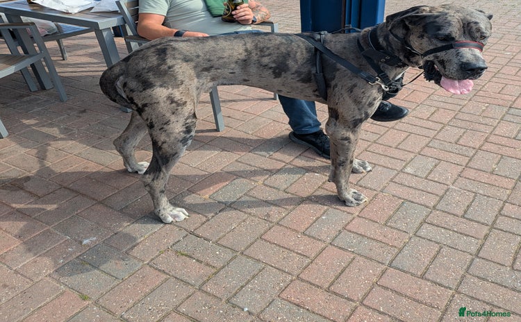 Great Dane dogs - Advert 1
