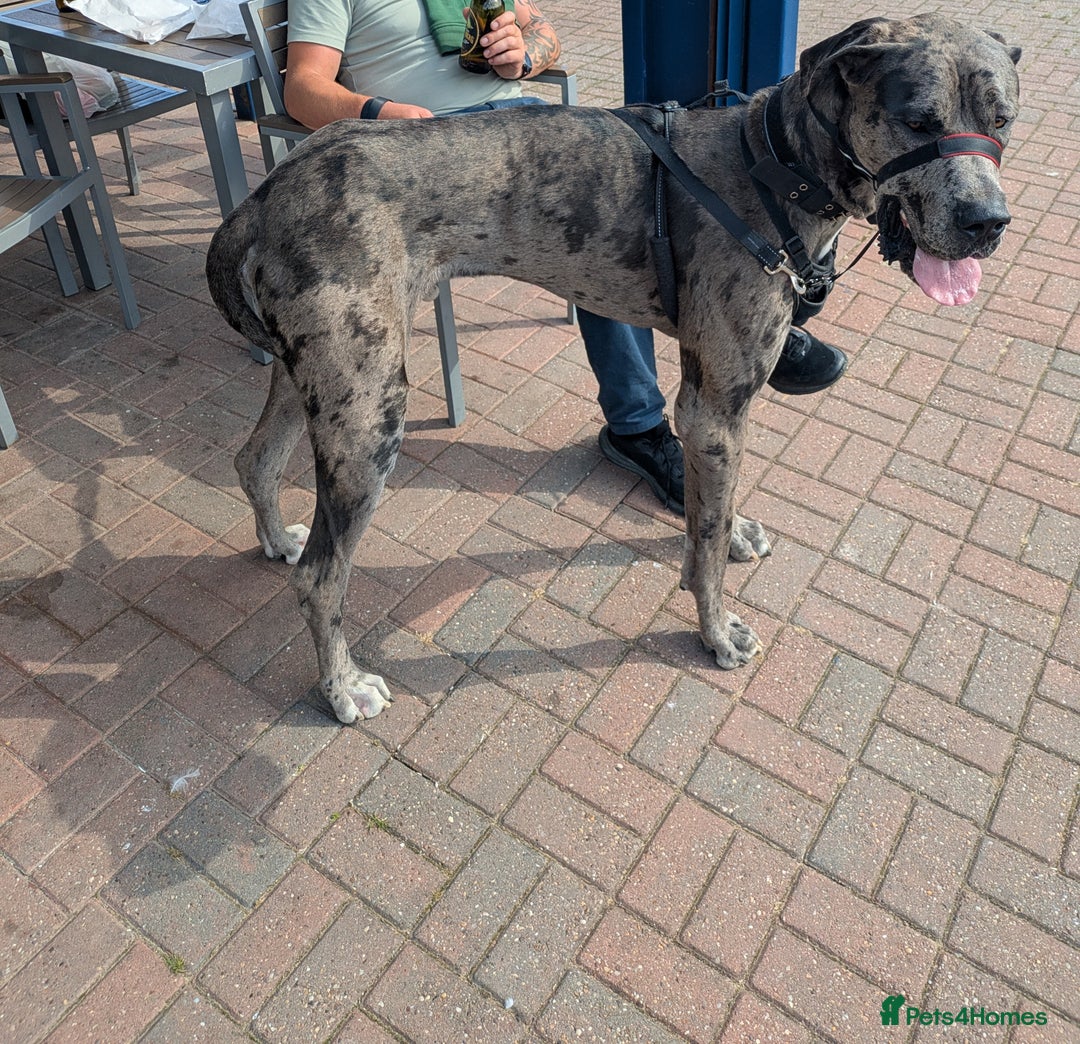 Great Dane dogs for sale: Male 14month old - Image 1
