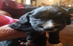 Cocker Spaniel dogs for sale: Working type cocker spaniel puppies  - Advert 8