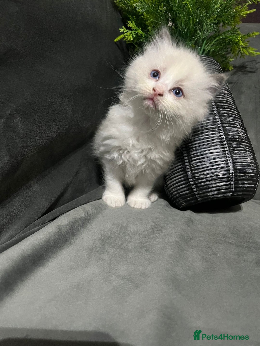Ragdoll cats for sale: Ragdoll/Persian kittens - Advert 6