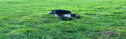 Cocker Spaniel dogs for sale: Health tested working cocker spaniels  - Advert 11