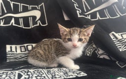 Mixed Breed cats for sale: Tabby/calico  - Image 12
