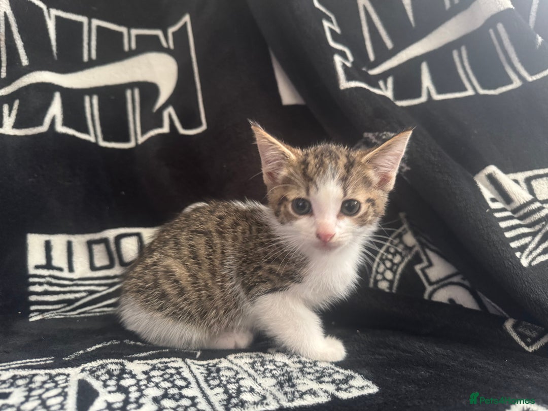 Mixed Breed cats for sale: Tabby/calico  - Image 12