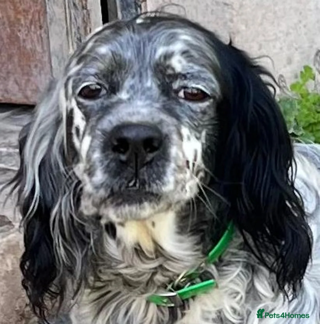 English Setter dogs for adoption: Senda  in Worthing - Advert 10