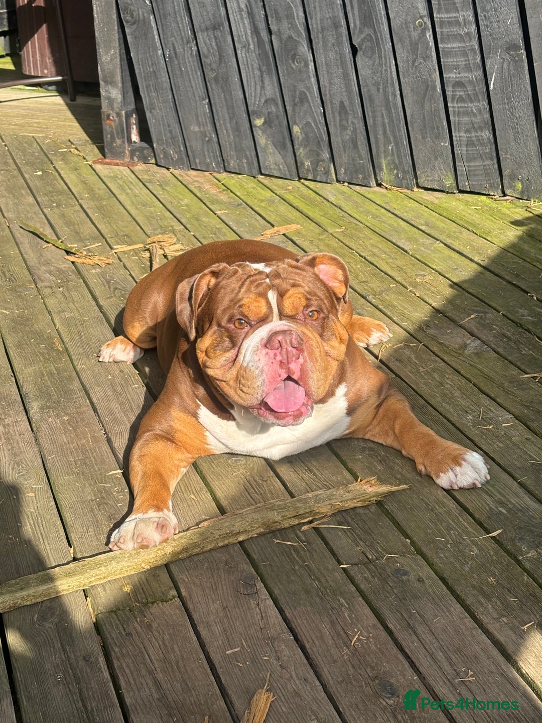 English Bulldog dogs for stud: STUD FOR HIRE - Advert 7