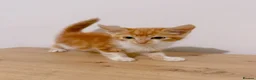 Mixed Breed cats for sale: Fiji, Ginger and white male kitten - Advert 5