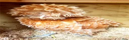 Chickens poultry for sale: Purebred Polish & USA Silkie Pekins Available  - Advert 17