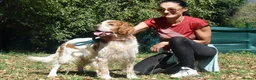 English Setter dogs for adoption: Kay   in Worthing - Advert 2