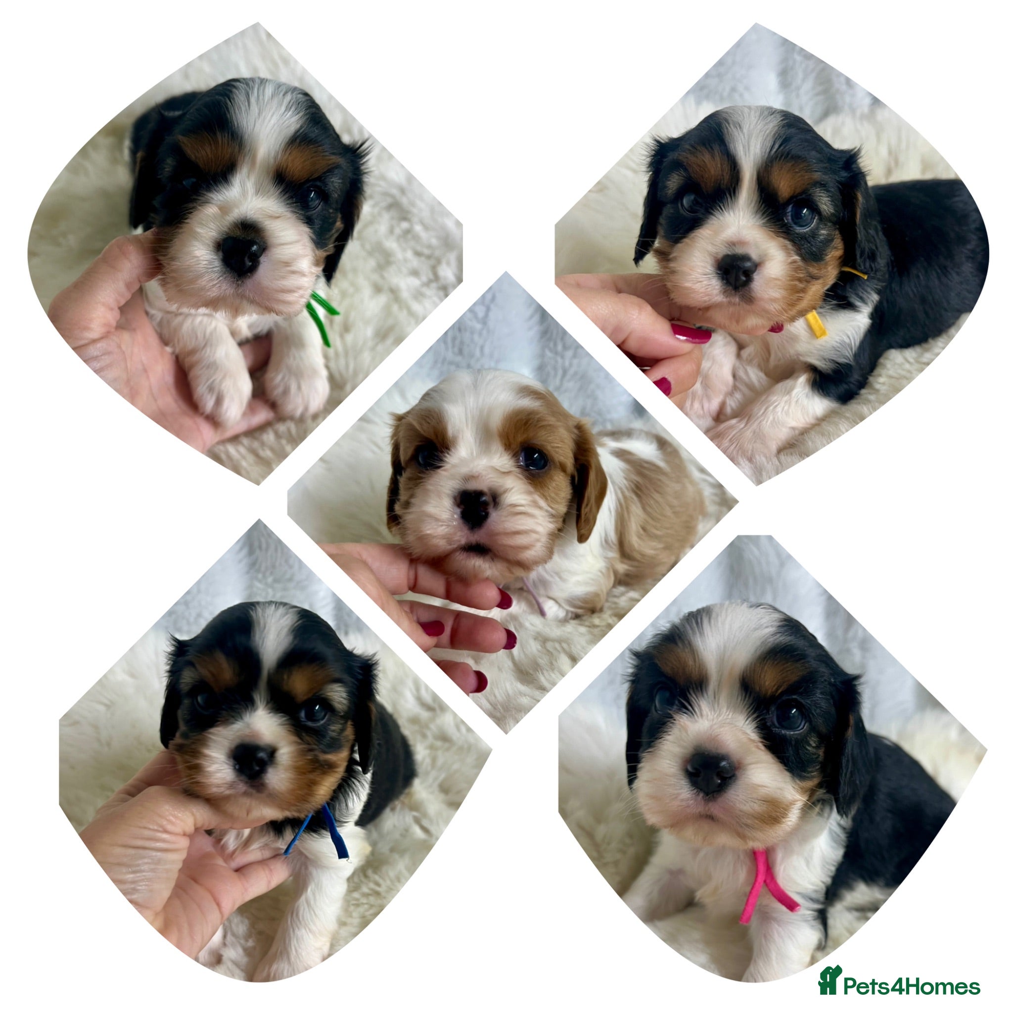Cavalier King Charles Spaniel dogs Top quality, health tested Cavalier King Charles  - Advert 3