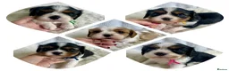 Cavalier King Charles Spaniel dogs for sale: Top quality, health tested Cavalier King Charles  - Advert 11