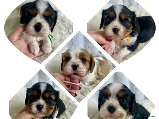 Cavalier King Charles Spaniel dogs Top quality, health tested Cavalier King Charles - Advert 3