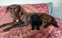 Mixed Breed dogs for sale: Beautiful pointer lab puppies!  - Image 33