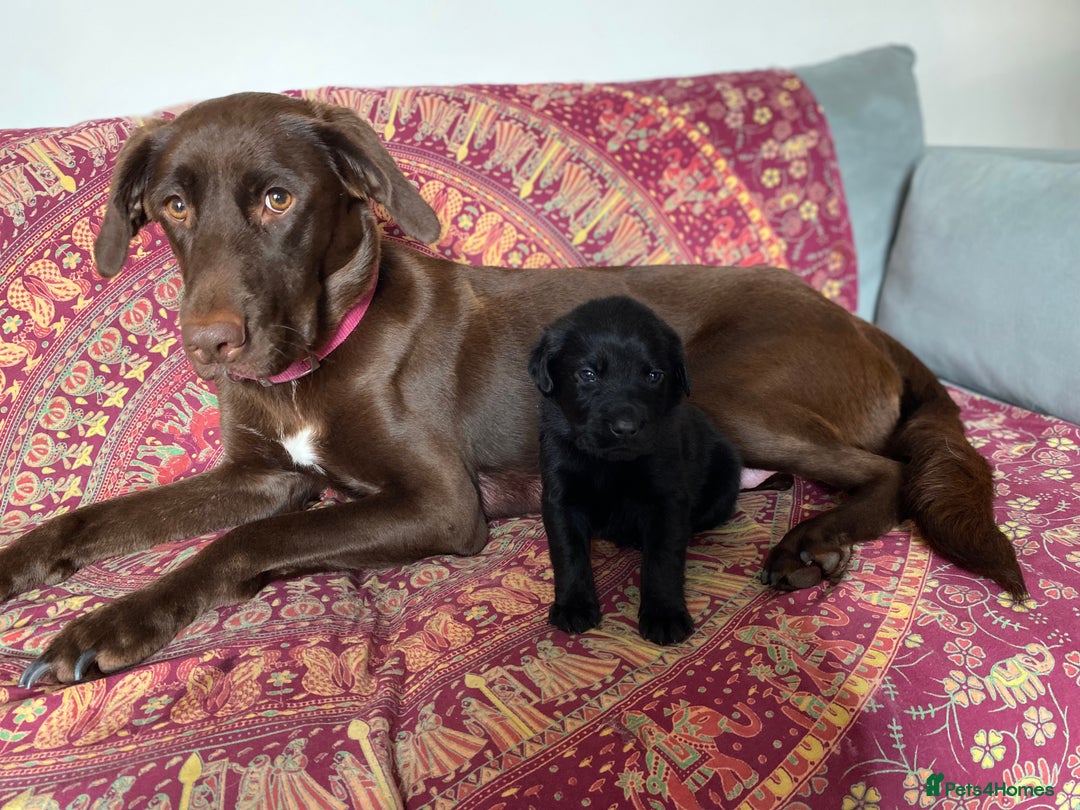 Mixed Breed dogs for sale: Beautiful pointer lab puppies!  - Image 33