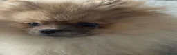 Pomeranian dogs for sale: Pomeranian puppy 💙 in Gateshead - Advert 5