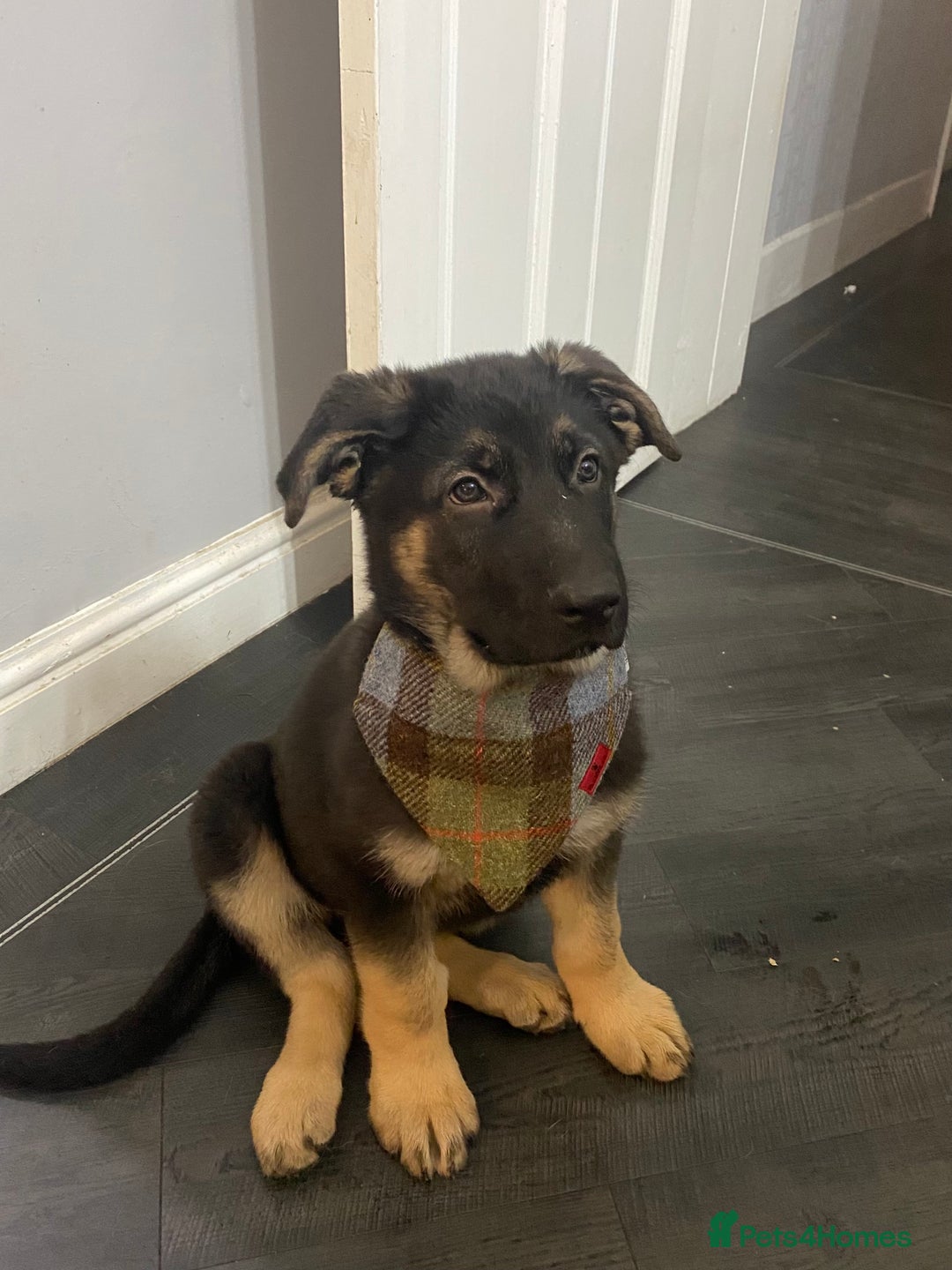 German Shepherd dogs for sale: 1 kc reg German shepherd pup sale 10 weeks old GSP - Advert 2