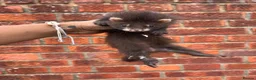 Ferret rodents for sale: 3 pedigree angora jills READY TO LEAVE - Advert 15