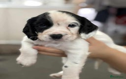 Cocker Spaniel dogs for sale: 🐾 3 KC Reg Blue Roan Cocker Spaniels for sale 🐾  - Image 12