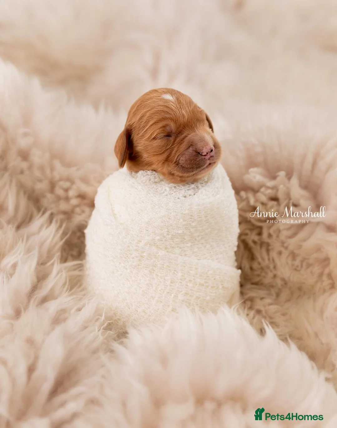 Mini Goldendoodle dogs for sale: F1 Mini GDs via 5* LICENSED + POLICE Dog Trainer - Advert 1