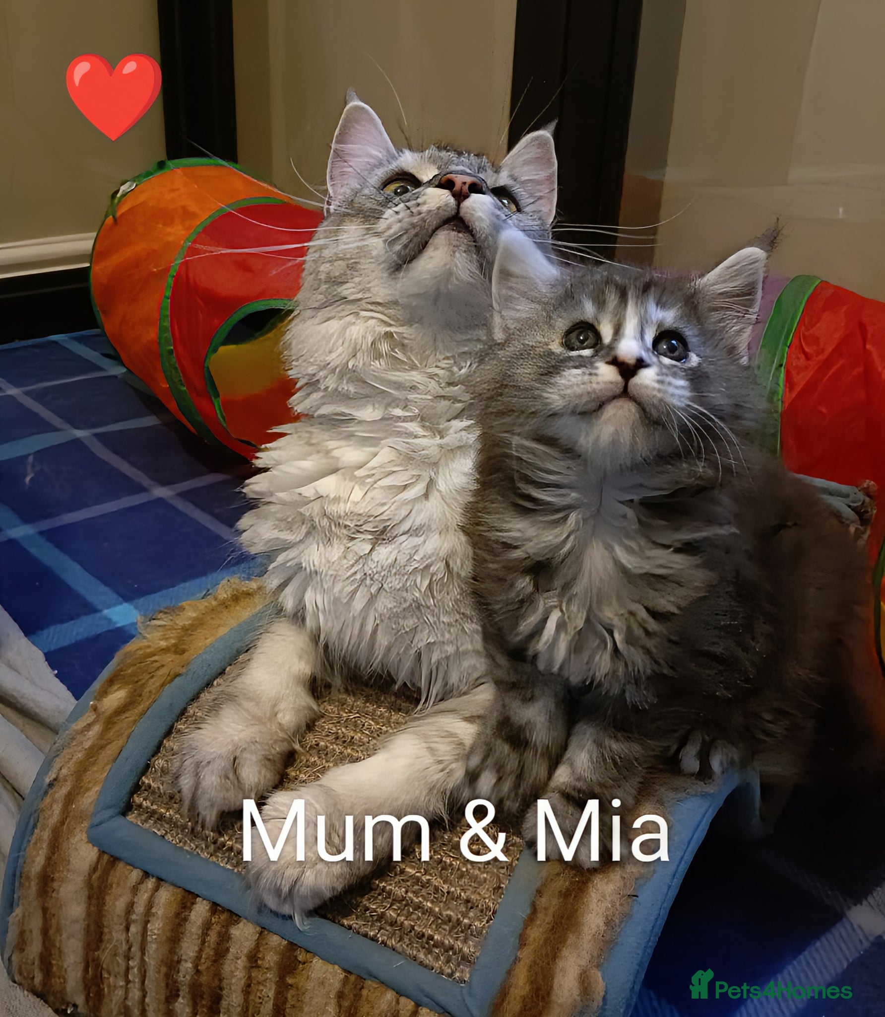 Maine Coon cats for sale: Maine coon boy kitten GCCF pedigree - Advert 18