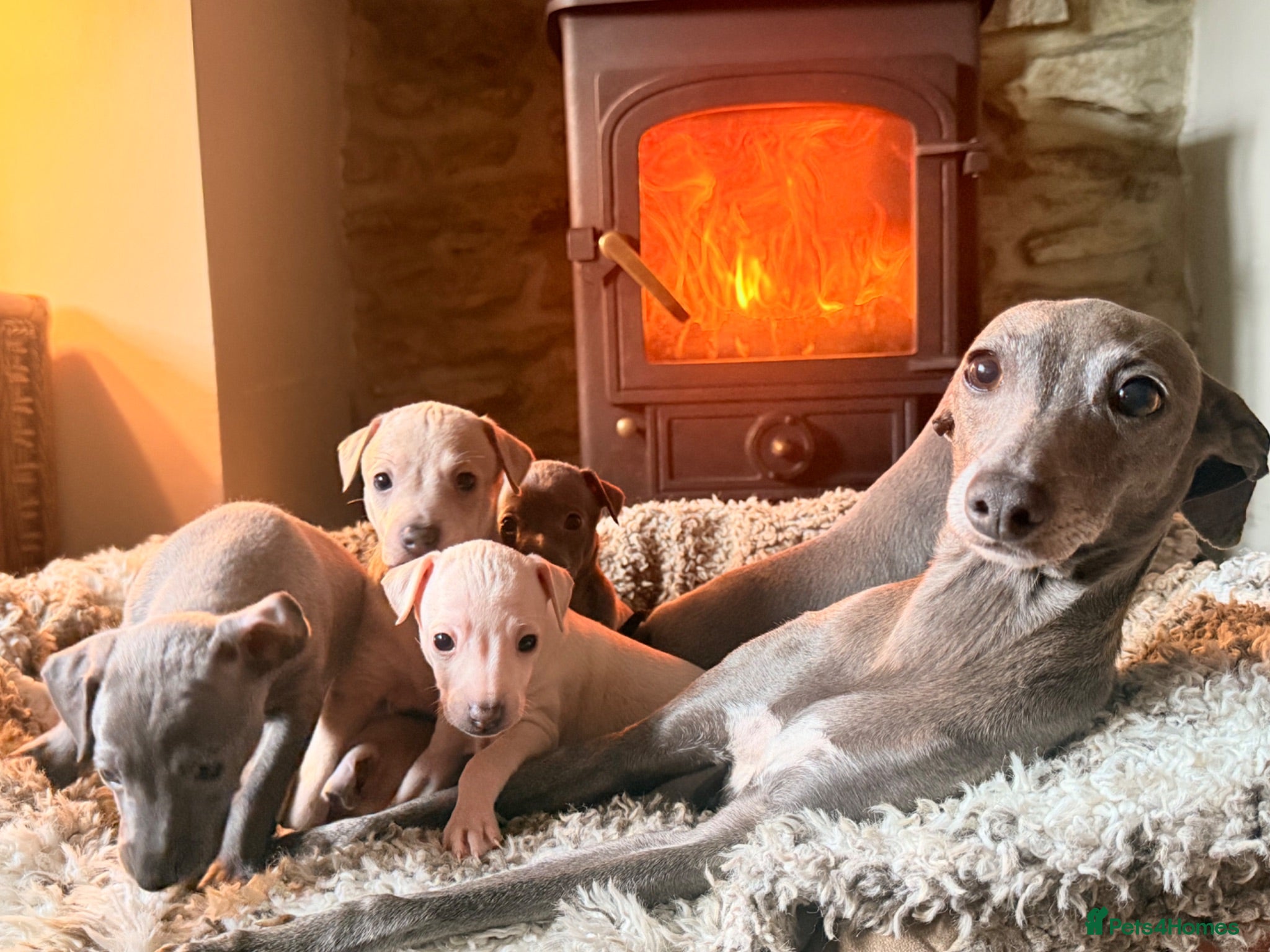 Italian Greyhound dogs Italian Greyhound Puppies —Licensed 5-Star Breeder - Advert 1